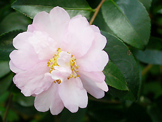 Camellia sasanqua 'Pink Snow'