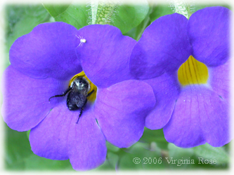 Blue Glory Vine with Bumblebee
