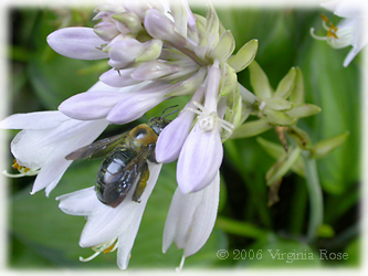 Hosta flower with bee