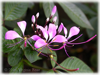 Cleome 'Linde Armstrong'