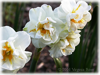 Daffodil 'Bridal Crown'