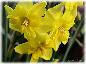 Daffodil 'Trepelo'