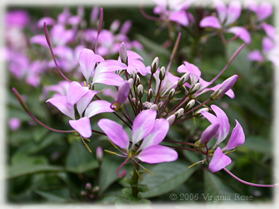 Cleome 'Linde Armstrong'