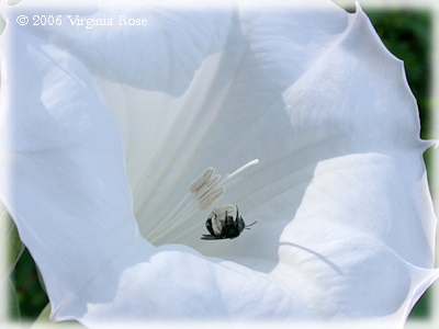 white Datura with bee