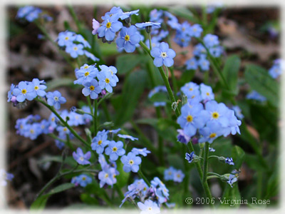 Forget-me-Nots