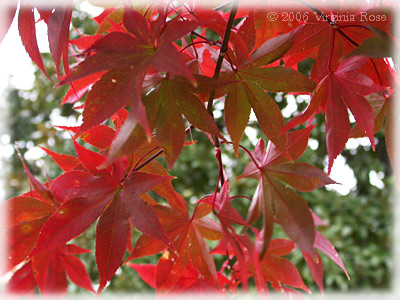 Japanese Maple Fall Color