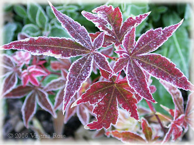Japanese Maple after Frost