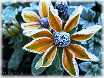 Rudbeckia after Frost