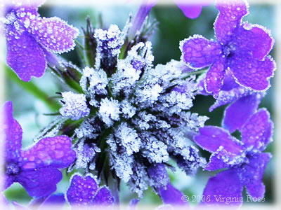 Verbena 'Homestead Purple' after Frost