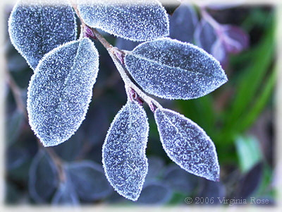 Loropetalum chinensis leaves after Frost