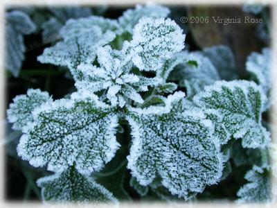 Verbena Leaves after Frost