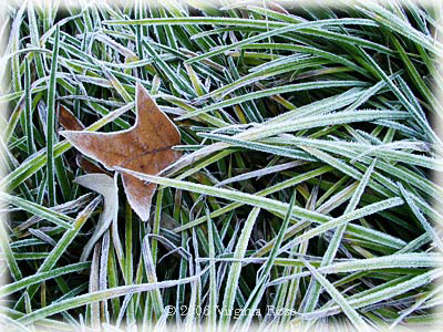 Oak Leaf in Liriope after Frost