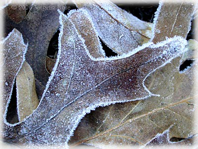 Oak Leaves after Frost