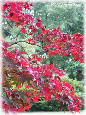 Japanese Maple Fall Color'