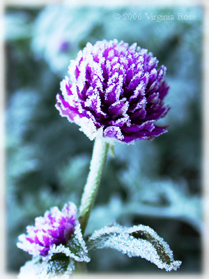 Gomphrena globosa after Frost