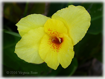 Canna 'Richard Wallace'