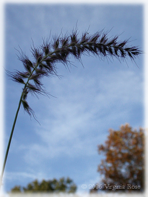 Pennisetum orientale 'Karley Rose'