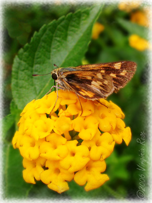 Yellow Lantana with butterfly