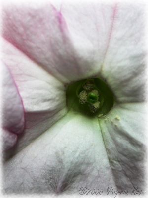 Nicotiana - 